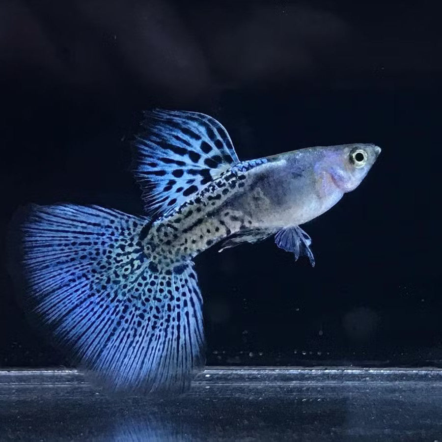 Metal Snakeskin Blue Grass Guppy - Trio