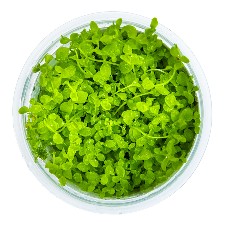 Tropica 1-2-Grow Micranthemum tweediei 'Monte Carlo'