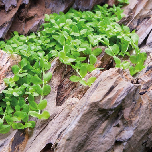 Micranthemum tweediei 'Monte Carlo'