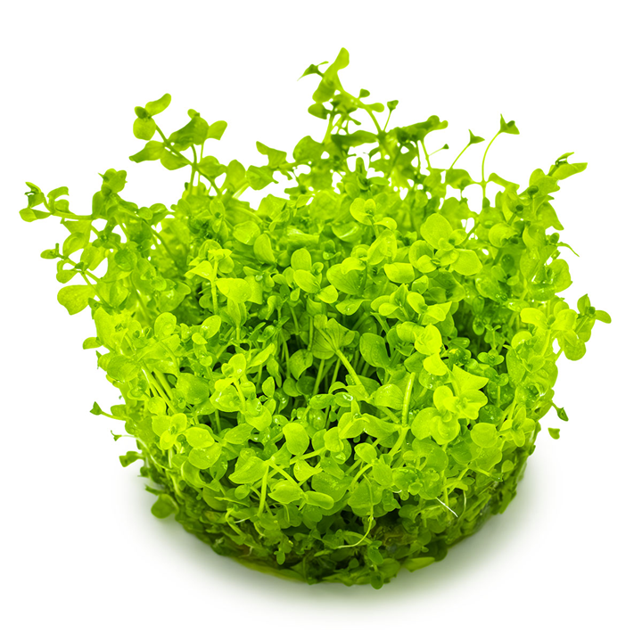Tropica 1-2-Grow Micranthemum tweediei 'Monte Carlo'