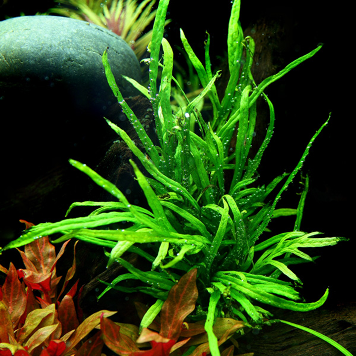 Microsorum pteropus 'Trident'