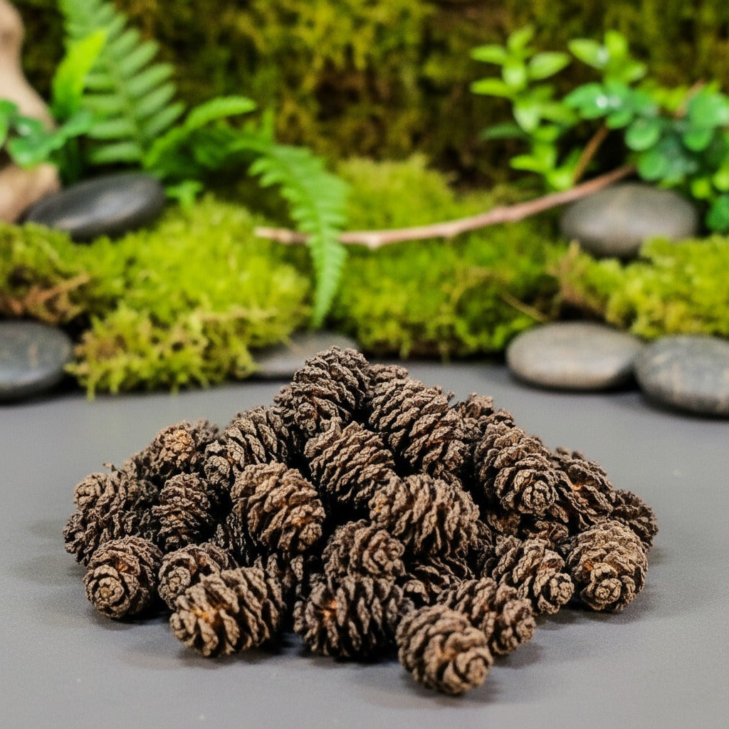 MINI CÔNES D'AULNE