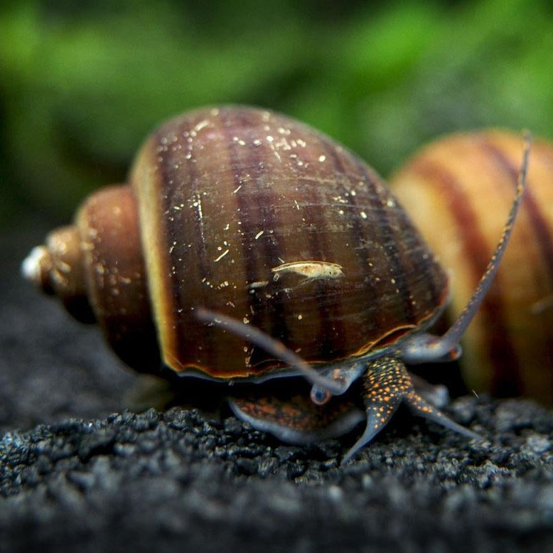 Mystery Snail (Apple)