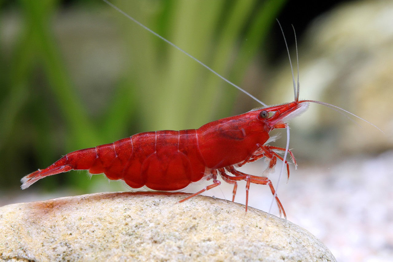 Red Cherry Super A (Neocaridina)