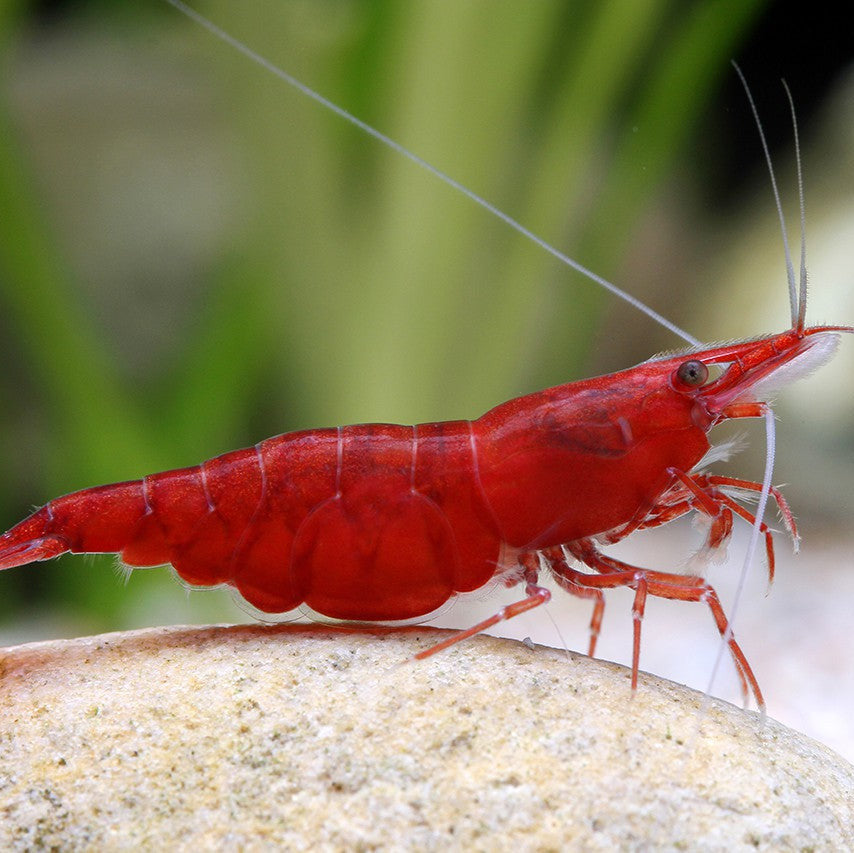 Cerise rouge Super A (Neocaridina)