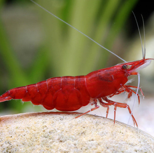 Cerise rouge Super A (Neocaridina)