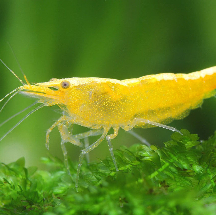 Crevette jaune (Neocaridina)