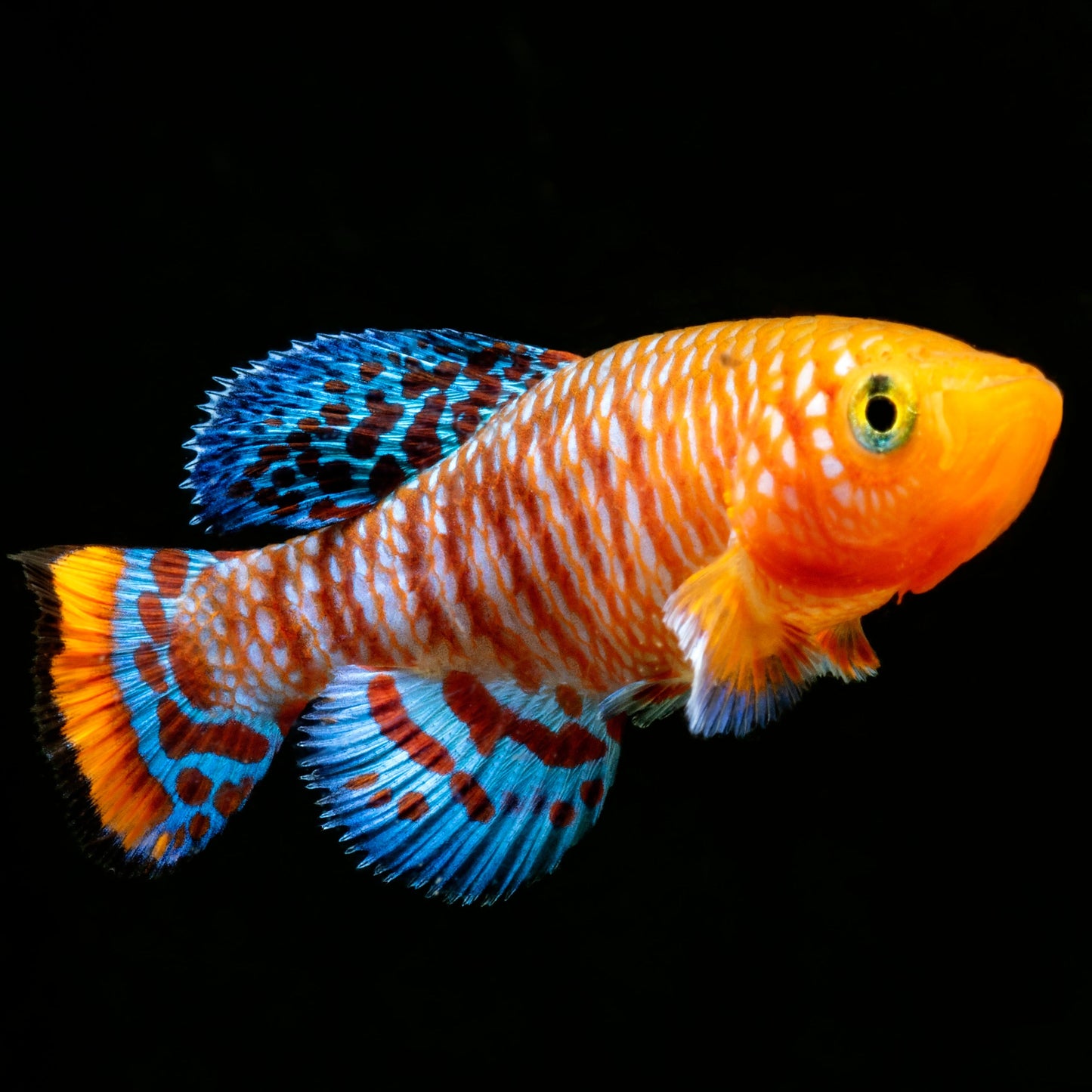Rachov’s Notho Killifish (Nothobranchius rachovii)