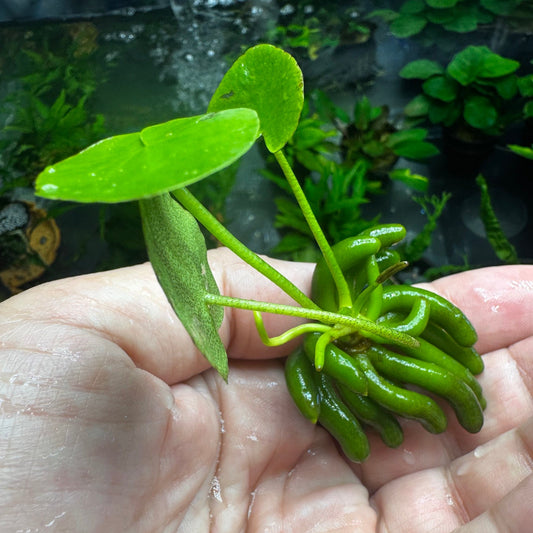 Nymphoides aquatica (Banana Lilly)