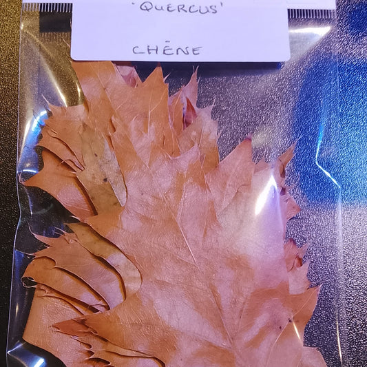 Feuilles de chêne