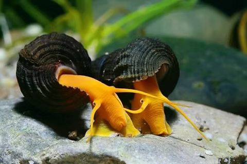 Orange Rabbit Snail