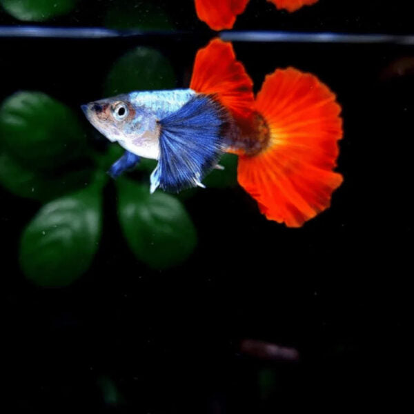 Platinum Dumbo Red Tail HM Guppy
