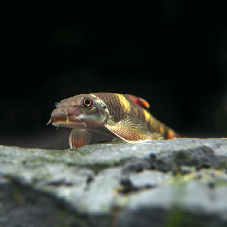 Panda Garra (Garra flavatra)