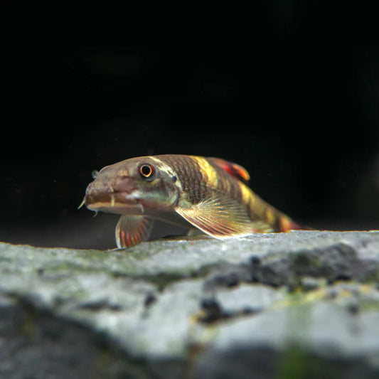 Panda Garra (Garra flavatra)