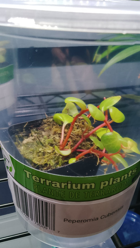 Pepperomia Cubensis