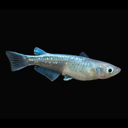 Platinum Medaka Ricefish (Oryzias latipes)