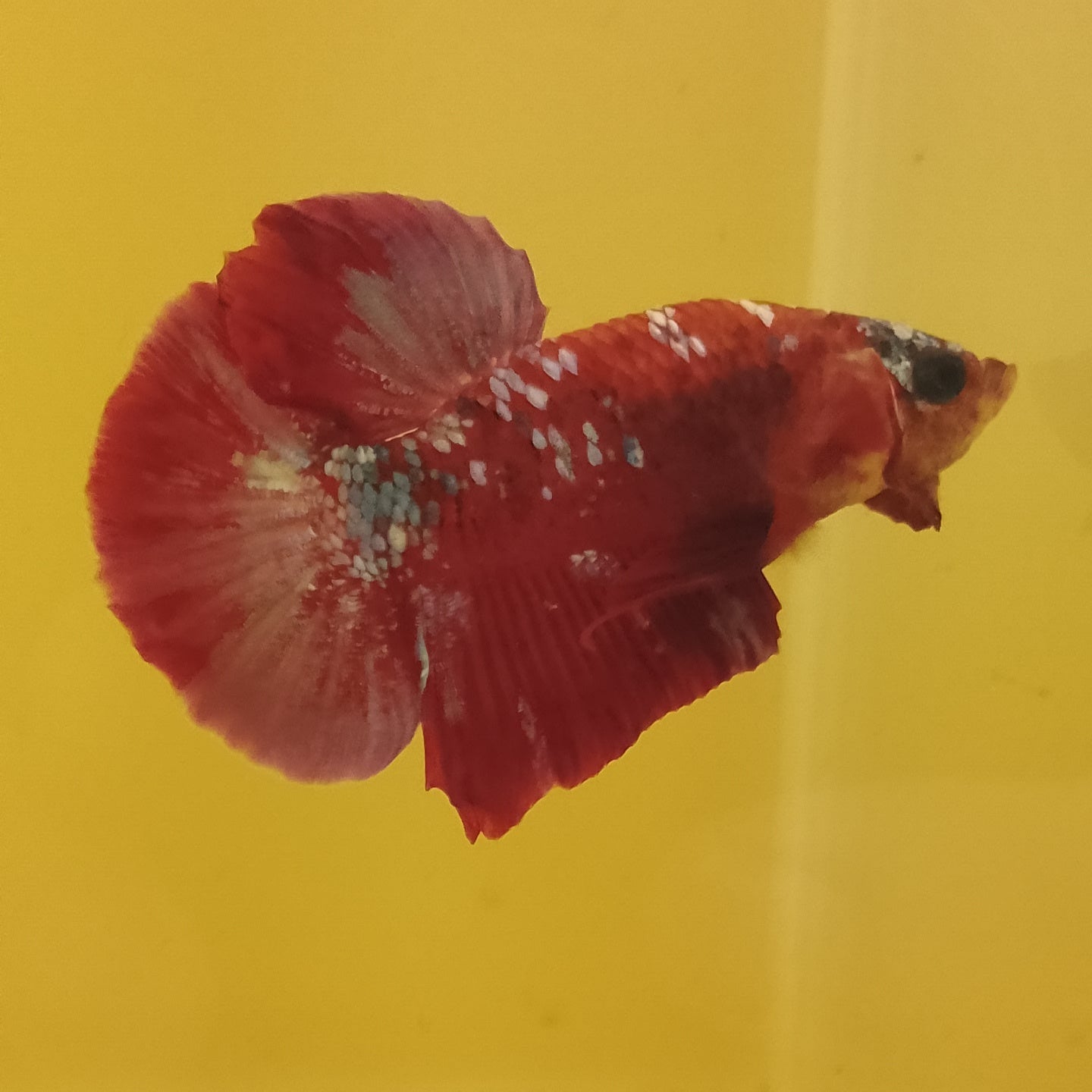 Galaxy RPG Betta - Male