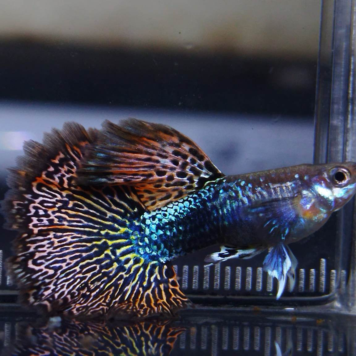 Red Dragon Guppy Trio