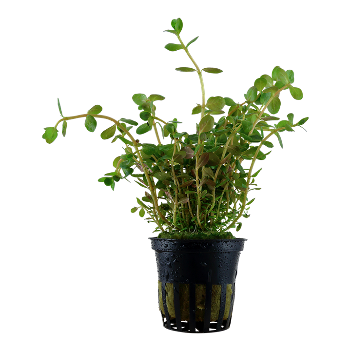 Rotala rotundifolia