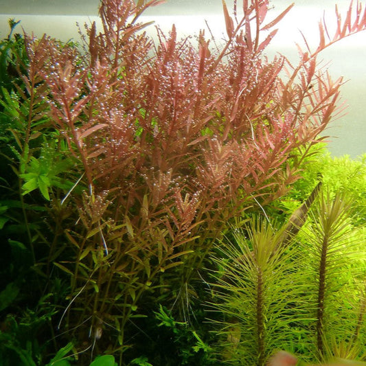 Rotala à feuilles rondes