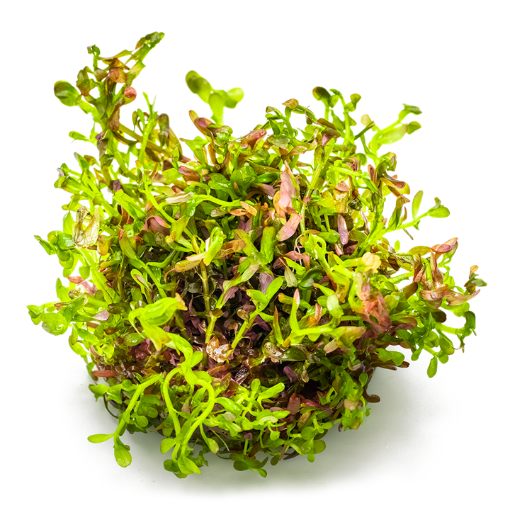 Tropica 1-2-Grow Rotala rotundifolia 'Blood Red'
