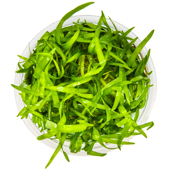 Tropica 1-2-Grow Sagittaria subulata