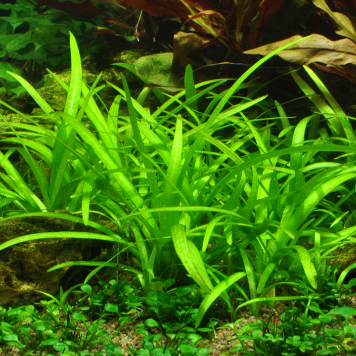 Tropica 1-2-Grow Sagittaria subulata