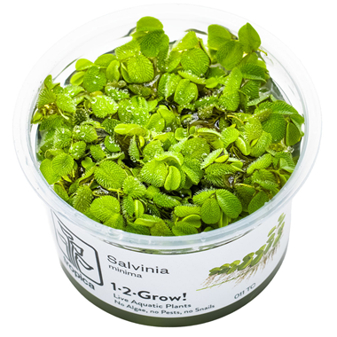 Tropica 1-2-Grow Salvinia minima – Boutique AquaNova