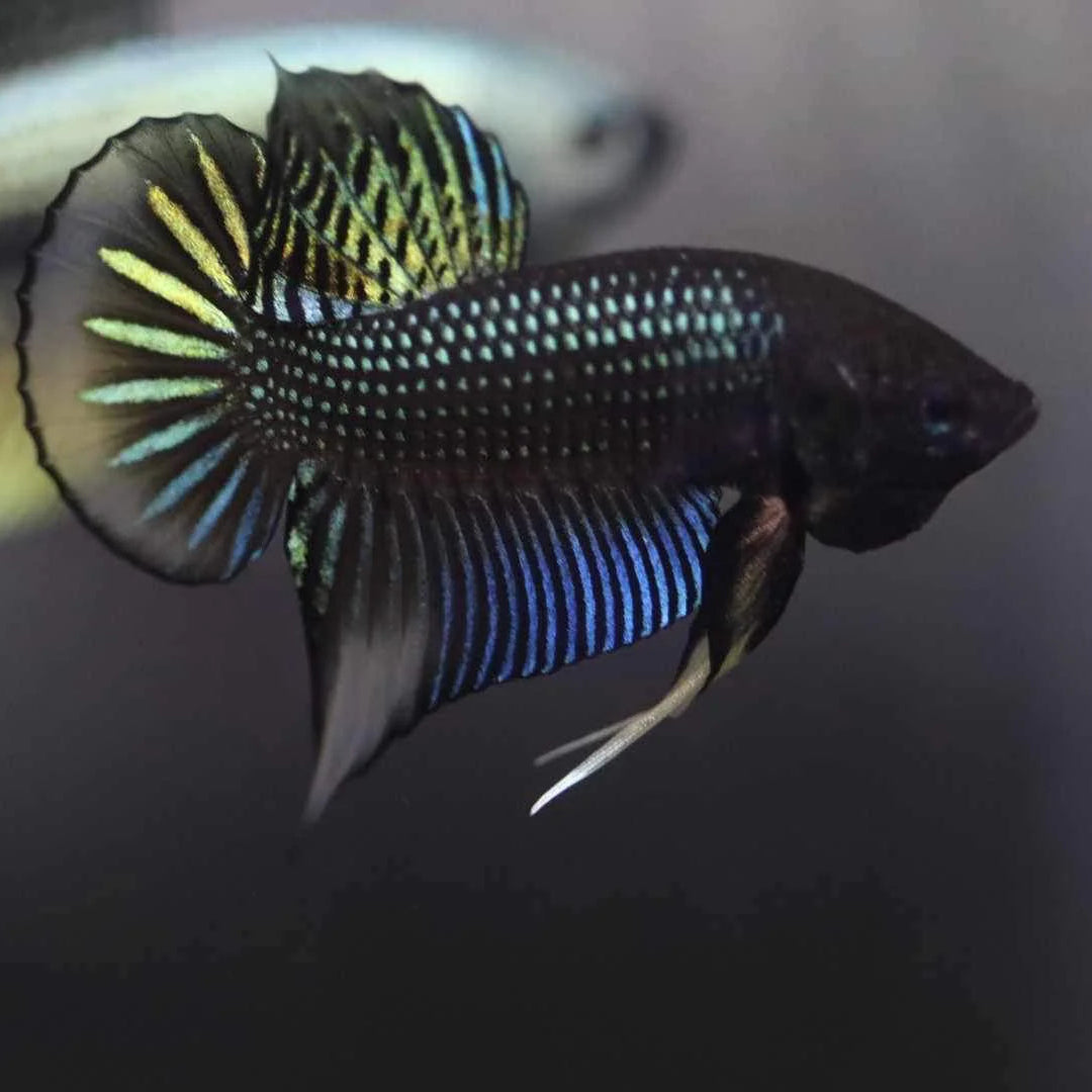Wild Betta Siambellis Green Yellow - Male