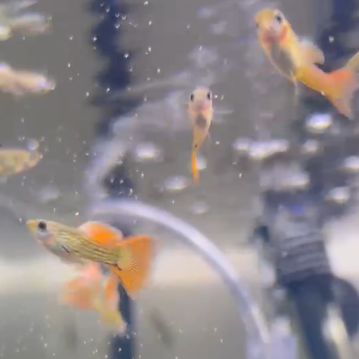 Snakeskin Red Lace Guppy - Pair