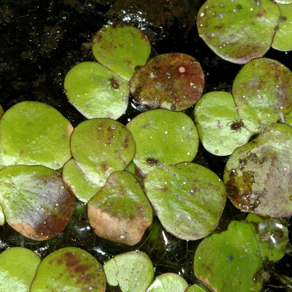 Greater Duckweed (Spirodela polyrrhiza)