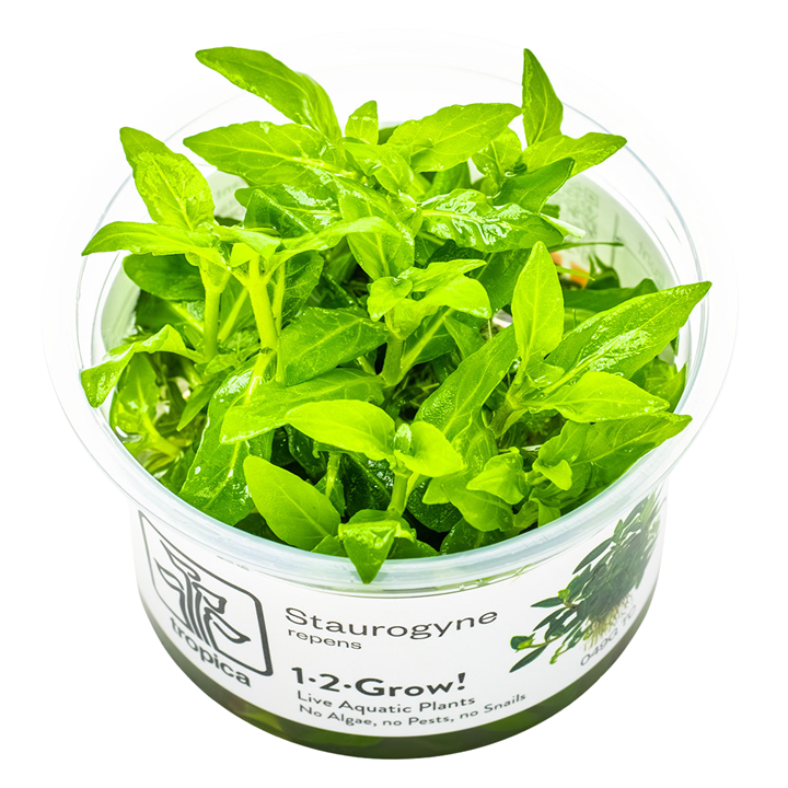 Tropica 1-2-Grow Staurogyne repens