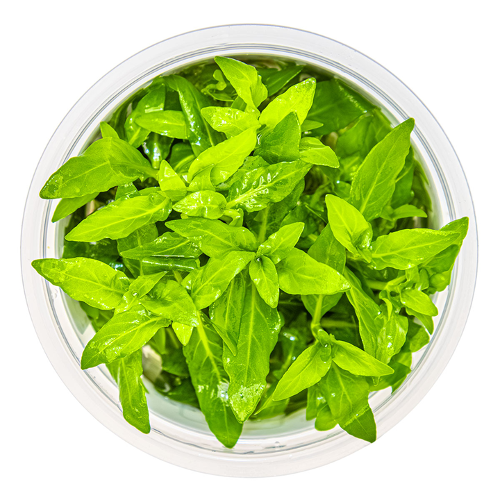 Tropica 1-2-Grow Staurogyne repens