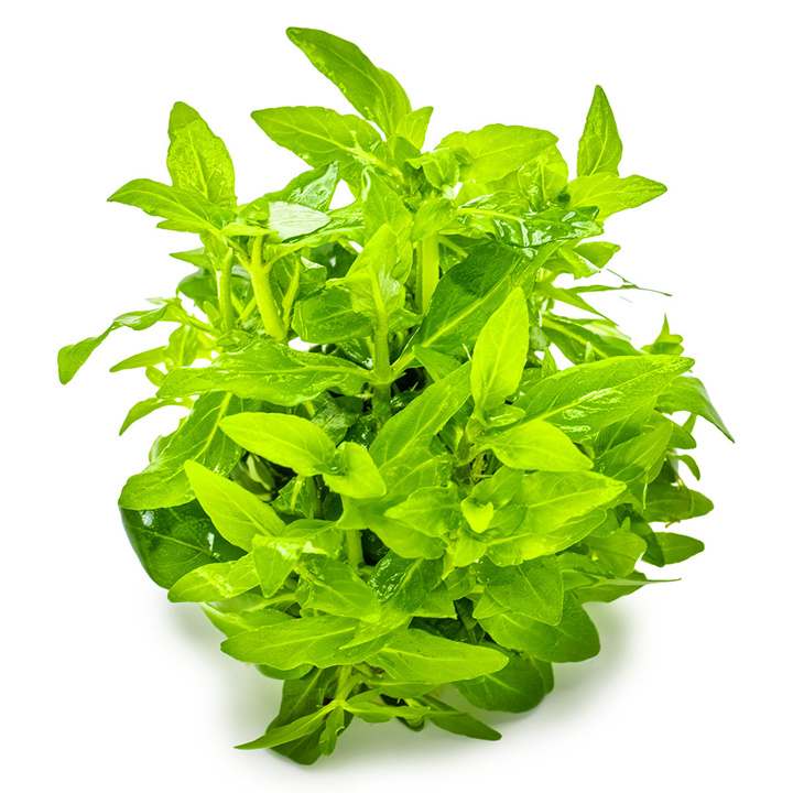Tropica 1-2-Grow Staurogyne repens