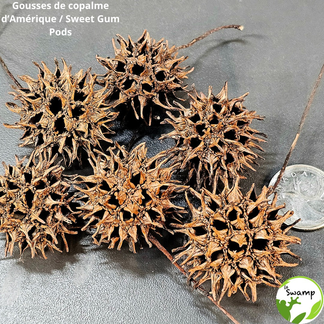 Sweet Gum Ball Pods