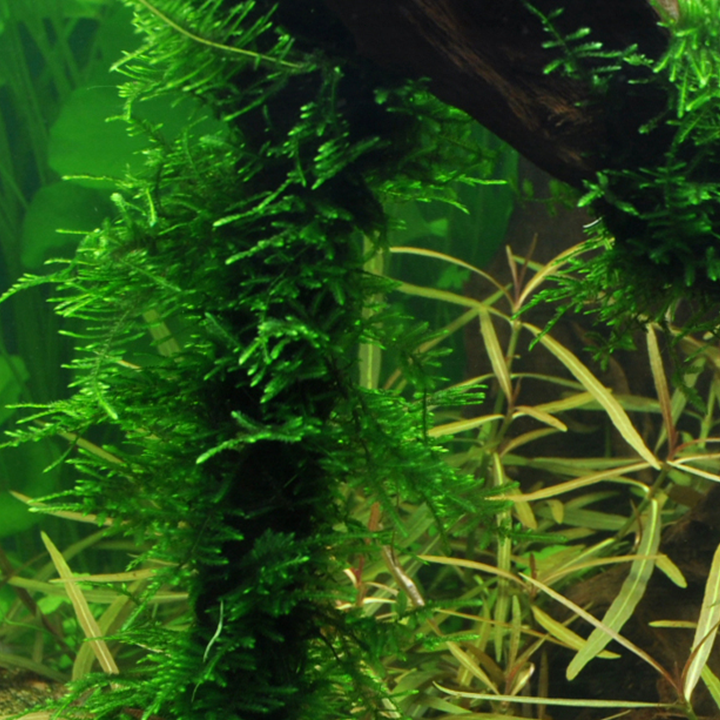 Taxiphyllum sp. 'Spiky Moss' (Portion)
