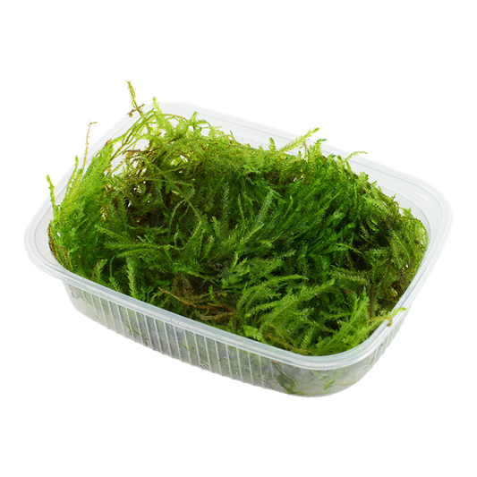 Taxiphyllum sp. 'Spiky Moss' (Portion)