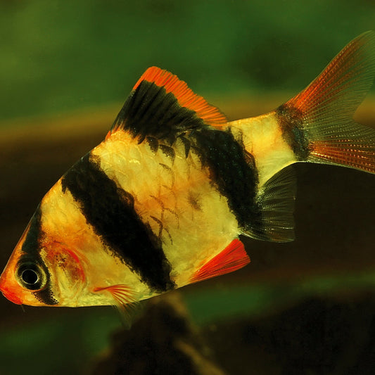 Tiger Barb
