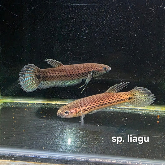 Betta Unimaculata