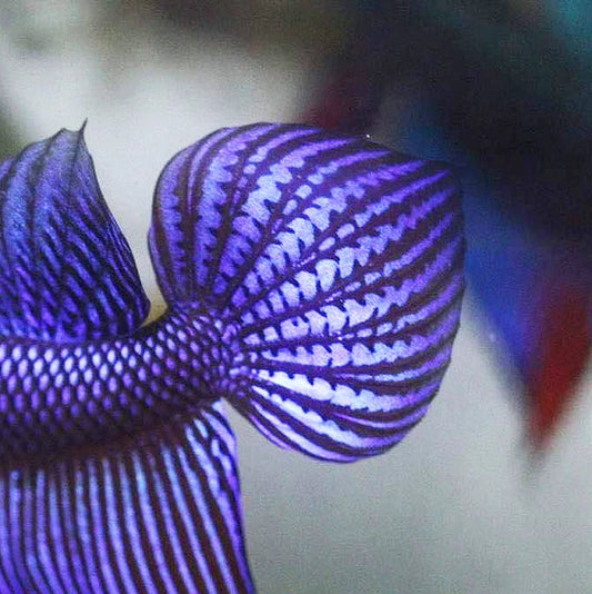 Betta Smaragdina Blue - Male