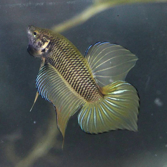Wild Betta Splenden Yellow High quality - Male