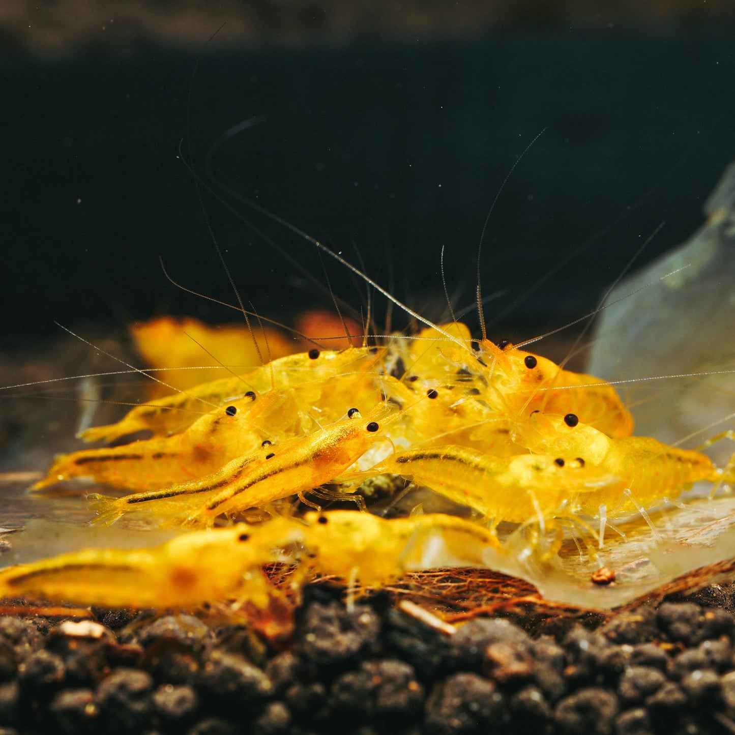 Yellow King Kong (Caridina cantonensis)