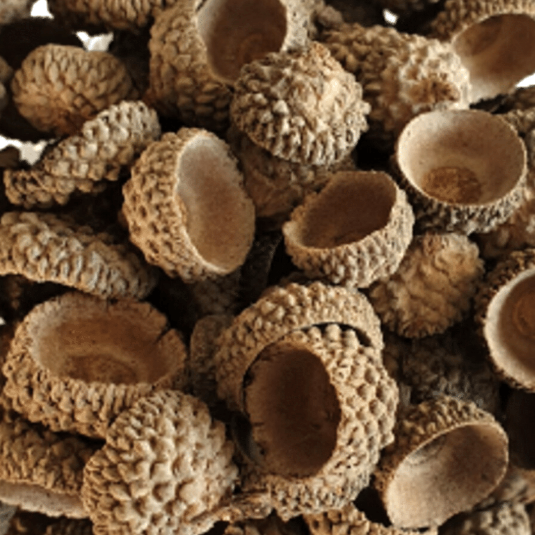 Acorn Caps