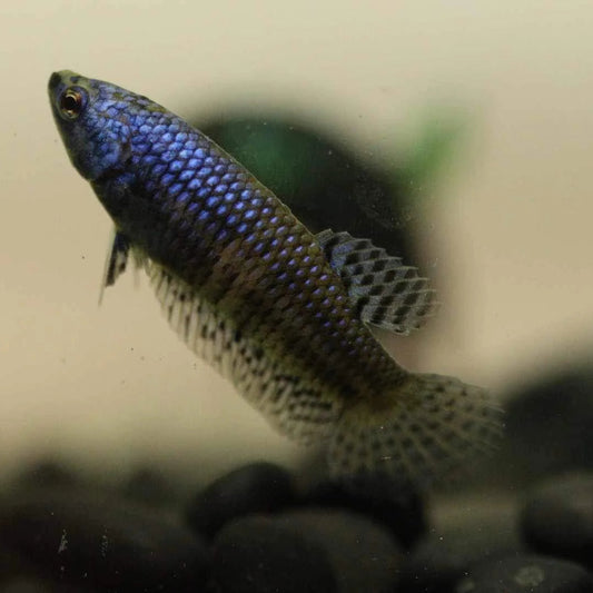 Alien Betta Blue Female