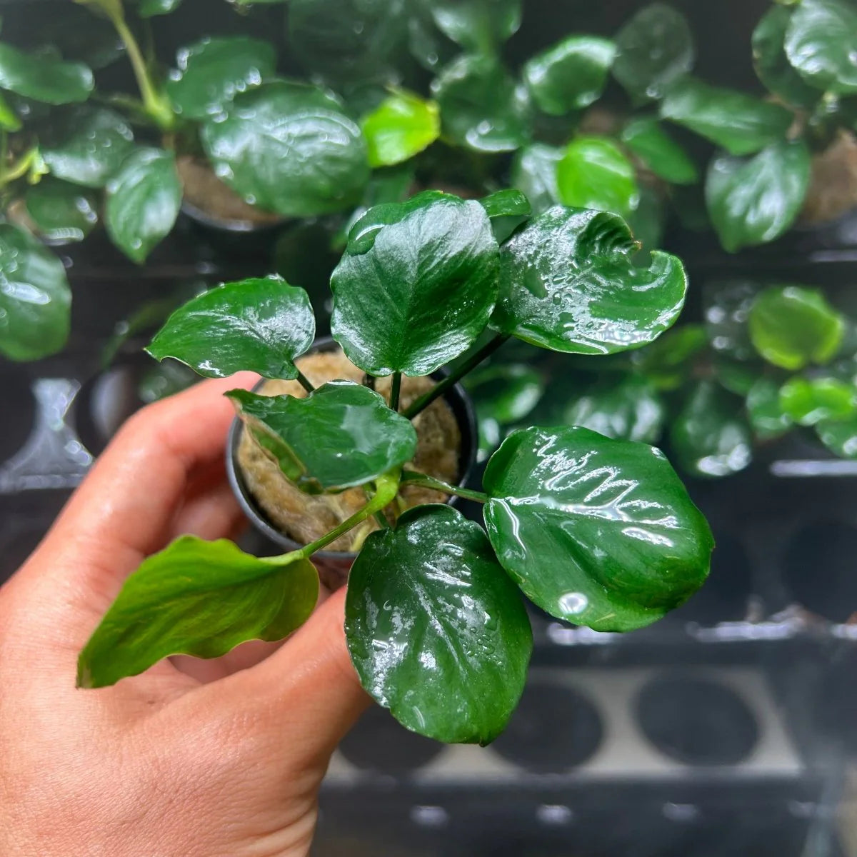 Anubias barteri var. nana Golden Coin