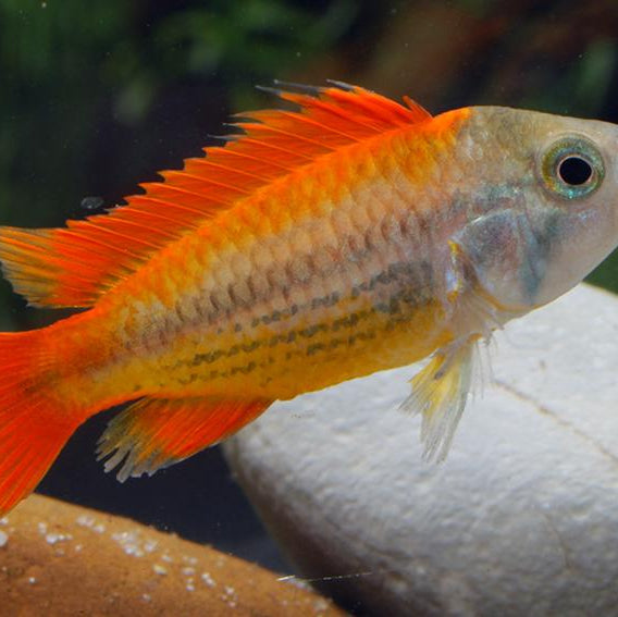 Apistogramma cacatuoides MEGA Orange