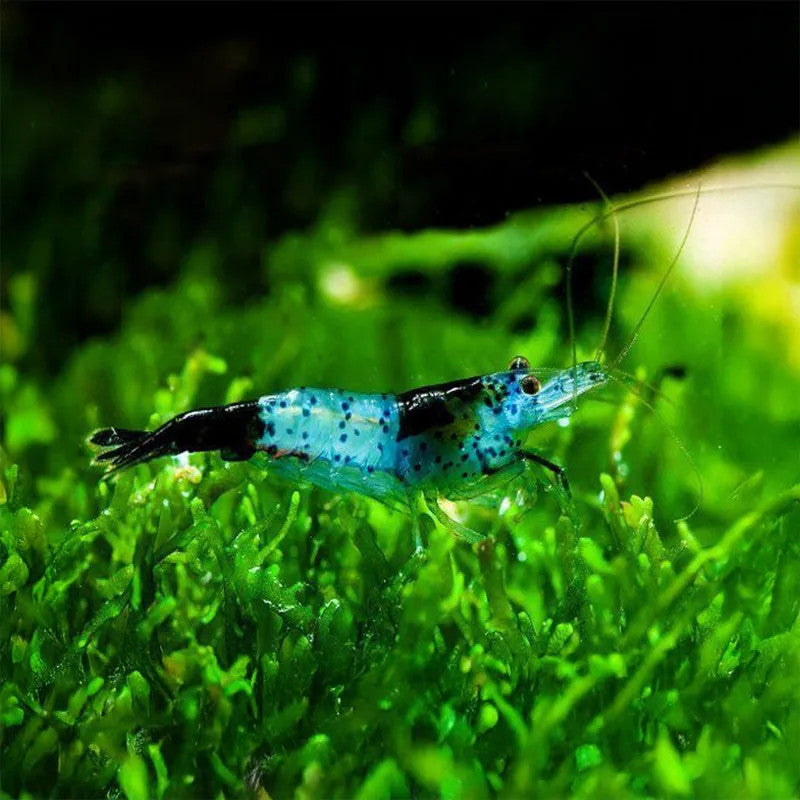 Black Sushi Shrimp (Neocardina .sp)