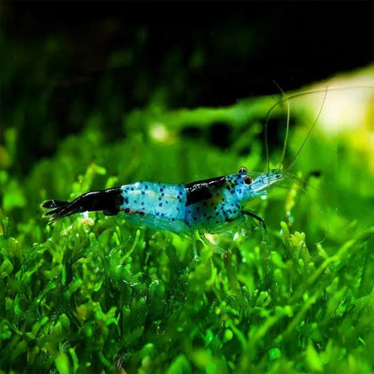 Black Sushi Shrimp (Neocardina .sp)