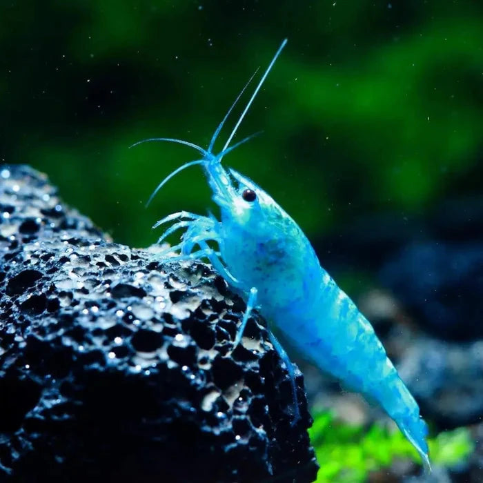 Blue Jelly Shrimp (Neocaridina)