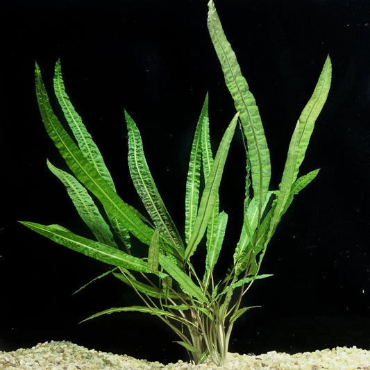 Cryptocoryne crispatula var. balansae - Potted